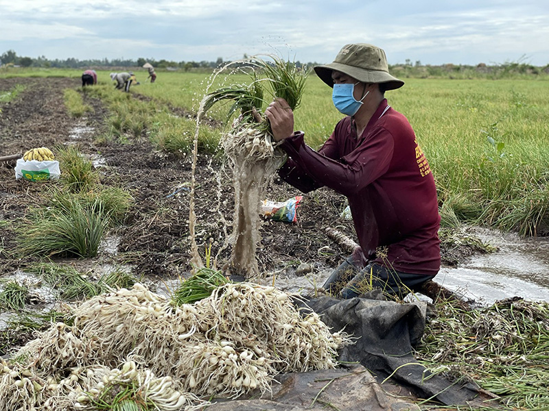 Để cây kiệu Tam Nông phát triển bền vững