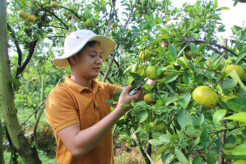 Nông dân Lai Vung kỳ vọng vào vụ quýt Tết 2024