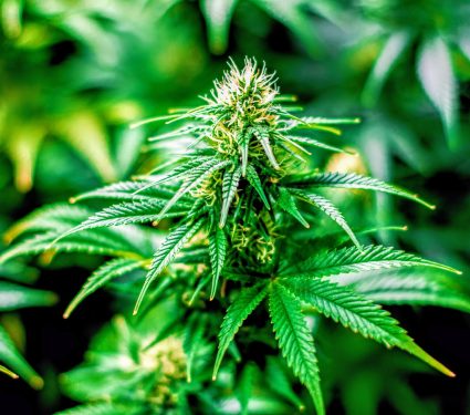 Cannabis sử dụng liên kết đến nguy cơ tăng cao của COVID-19