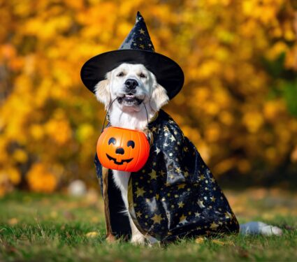 Cách giữ thú cưng của bạn an toàn và bình tĩnh trong trang phục Halloween