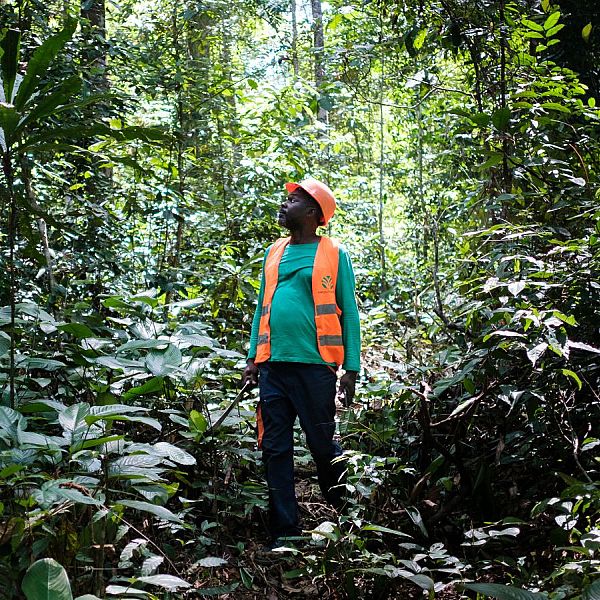 Tropical timber from the Congo Rainforest is keeping Amsterdam safe