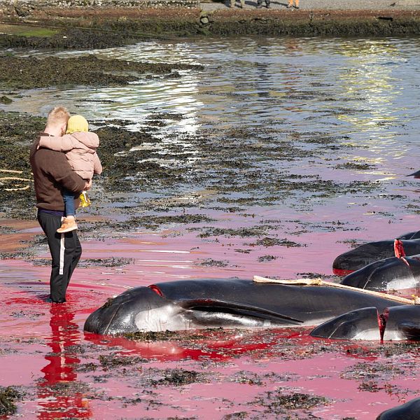 Cuộc tàn sát cá voi tranh giành bắt đầu ở quần đảo Faroe