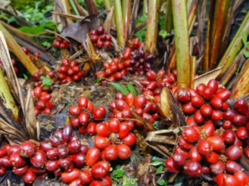 Loại quả xưa không ai ngó ngàng, giờ thành đặc sản có hương vị lạ dân thành phố "ưa chuộng", 200.000 đồng/kg