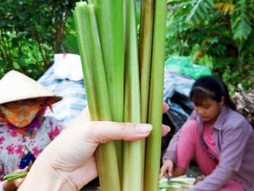 Loại rau xưa là cỏ dại, giờ thành món đặc sản dân thành phố ưa chuộng, bán trên chợ mạng 110.000 đồng/kg