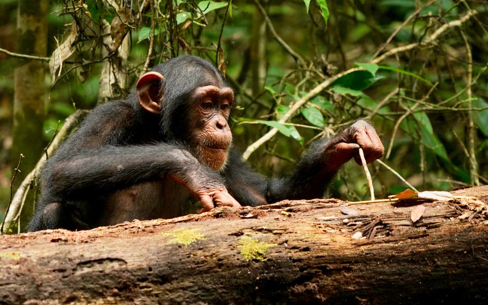 Chim ruồi — giống như con người — có thể là những người học hỏi suốt đời, các nhà nghiên cứu nói