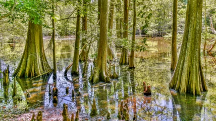 Công viên bang Louisiana quá bóng tối này là một giấc mơ của những người chèo thuyền với những quan điểm đẹp nhất