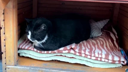 How An Adorable Fat Cat Became This European Town's Top Tourist Attraction