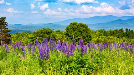 Đề nghị vùng New Hampshire nhiệt đới Samantha Brown Đánh bại sức nóng mùa hè