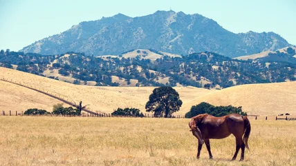 Các anh chị trong công viên tiểu bang California bị suy sụp này đang thở