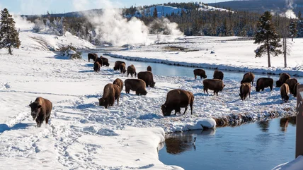 Lời khuyên quan trọng của Kiểm lâm viên Công viên Quốc gia về việc đến thăm Yellowstone vào mùa đông