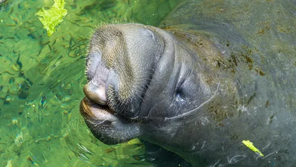 The Underrated State Park Is A Wildlife Lover's Paradise Full Of Native Florida Animals