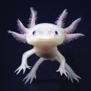 Trẻ mãi nhưng gần như tuyệt chủng: Cuộc chiến cứu Axolotl