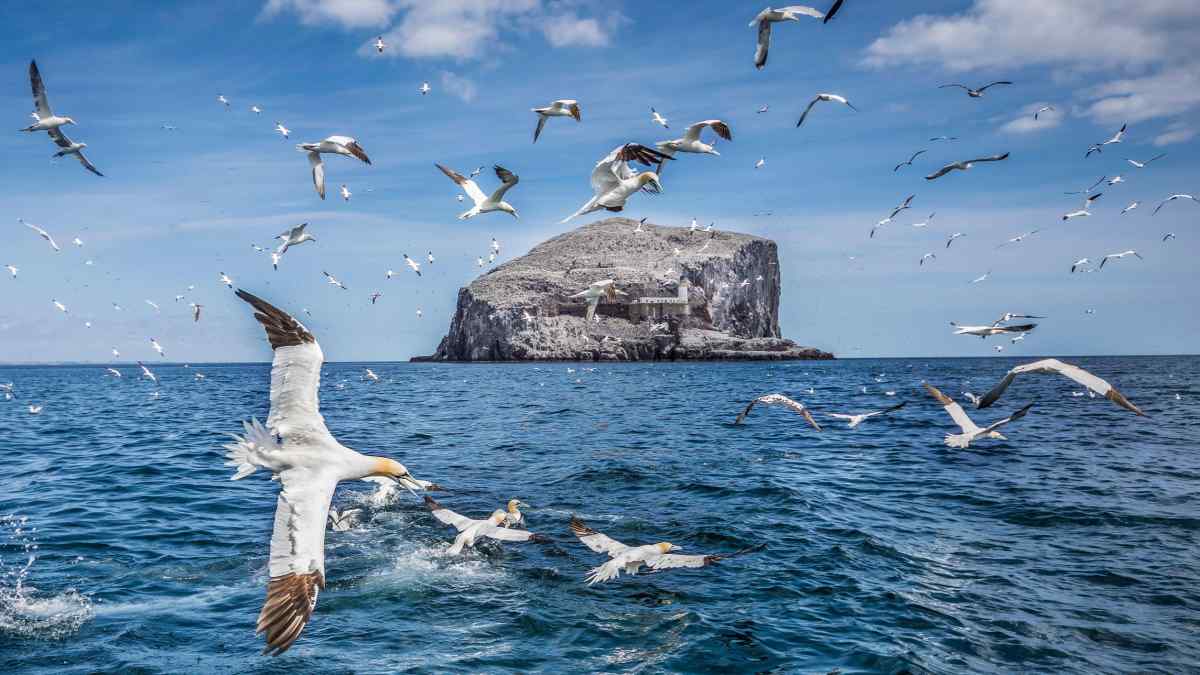 Mối đe dọa đến tính mạng chim chóc thổi bay gió ngoài khơi của Scotland