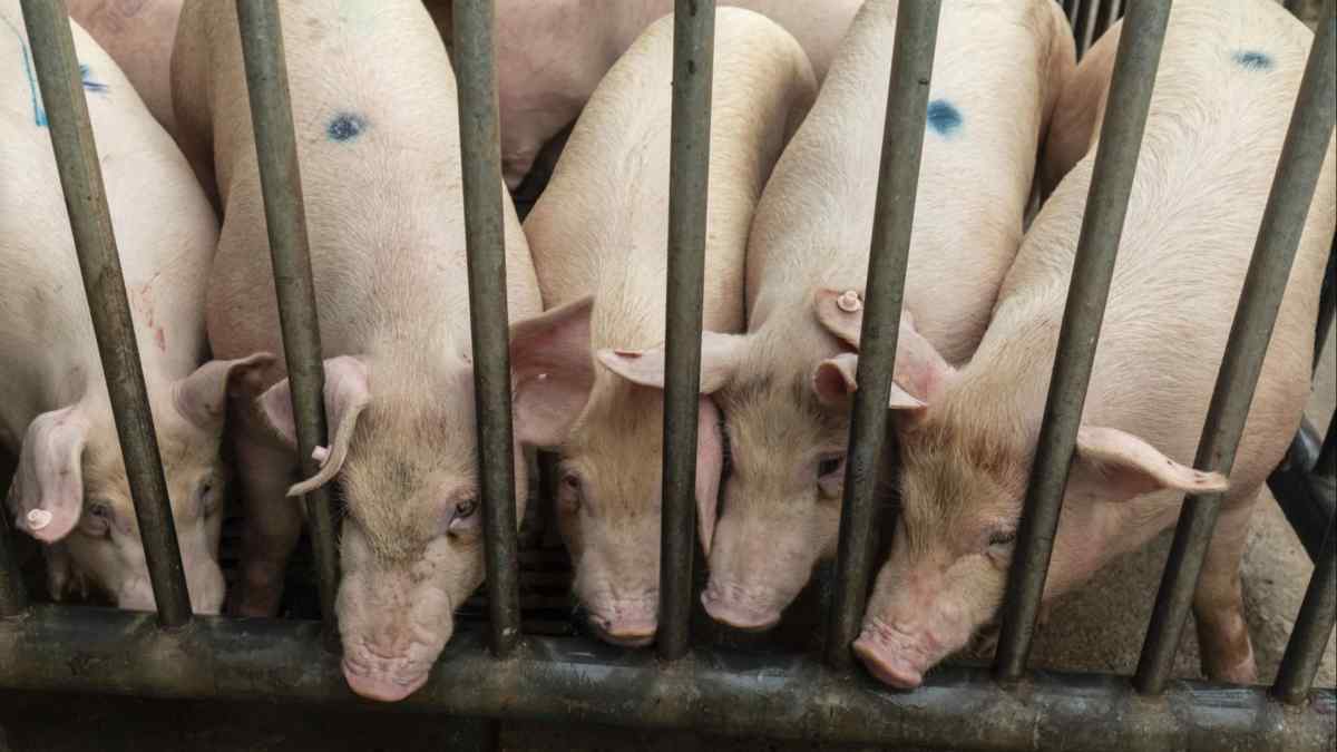 China tries to stabilise pig population as pork prices plunge