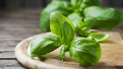 Hãy suy nghĩ hai lần trước khi đặt Basil trong Fridge