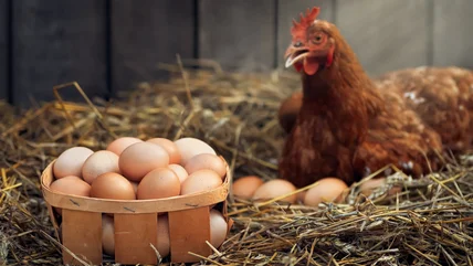 Cage-Free Eggs Vs. Conventional Eggs: Everything You Need To Know