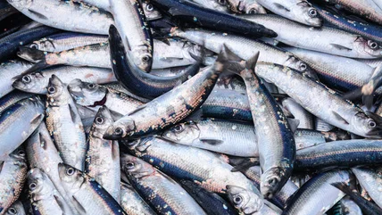 8 Fish You Can Eat Regularly And 8 You Should Avoid