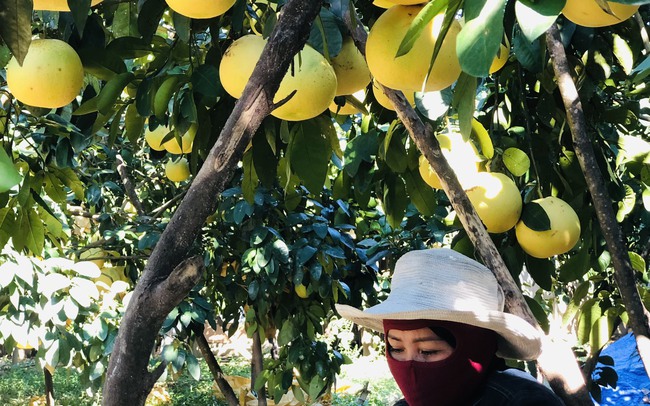 'Thủ phủ' bưởi Phúc Trạch - đặc sản Hà Tĩnh tất bật vào vụ thu hoạch