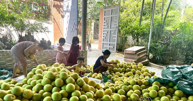 Thủ phủ bưởi rộn ràng vào mùa thu hoạch