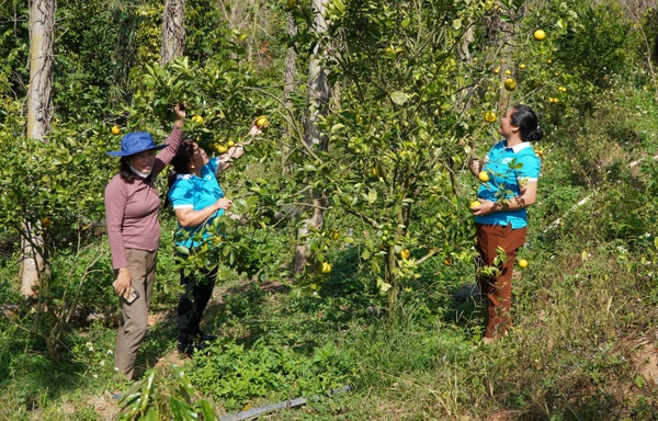 Du lịch "miệt vườn"