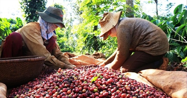 Giá cà phê, hồ tiêu tăng kỷ lục