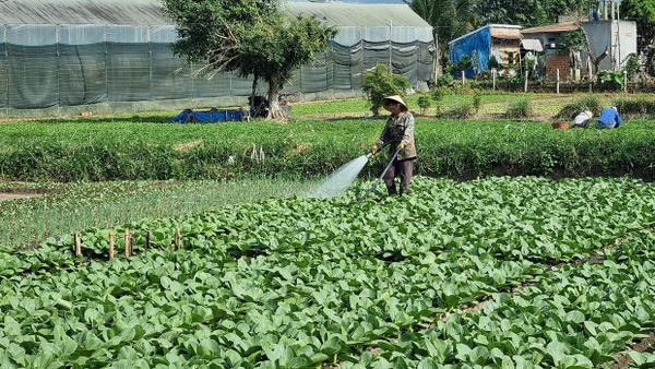 Nông dân tất bật chăm sóc vụ rau Tết