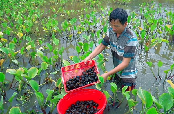 Ưu tiên nguồn lực hỗ trợ hộ nghèo phát triển sản xuất