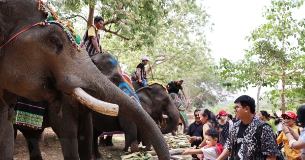 Lễ hội tháng Ba Tây Nguyên: Trải nghiệm các hoạt động thân thiện với voi