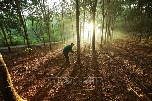 Ngành lâm nghiệp Việt sẵn sàng ứng phó với EUDR