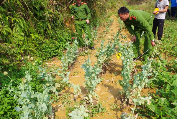 Người phụ nữ trồng vườn thuốc phiện trên nương ngô