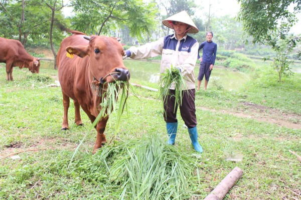 Đa dạng hóa sinh kế hỗ trợ các hộ nghèo, hộ cận nghèo