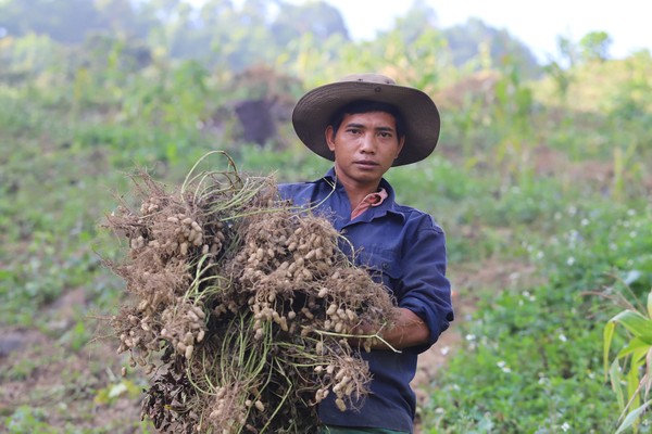 Huyện rẻo cao Nghệ An giảm nghèo nhờ chuyển đổi cây trồng, vật nuôi