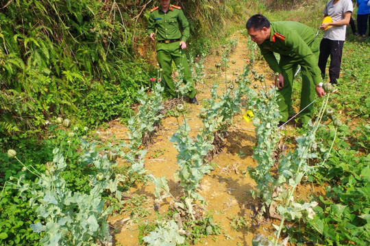 Người phụ nữ trồng vườn thuốc phiện trên nương ngô