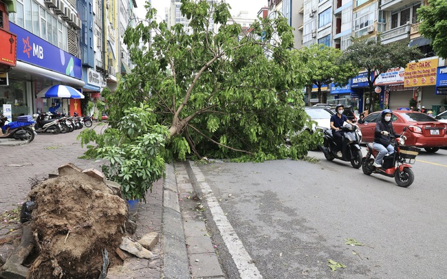 Hà Nội yêu cầu khẩn trương trồng lại cây xanh nghiêng, đổ sau bão