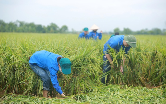 Tập trung tối đa "cứu" ngành nông nghiệp sau bão số 3