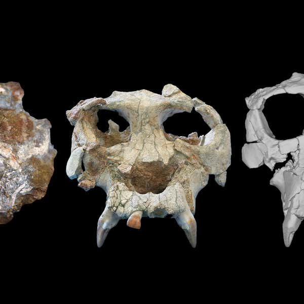 Scientists Reconstruct 12-Million-Year-Old Ape Skull