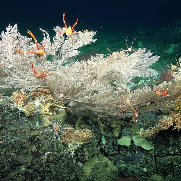 Thriving Deep-Sea Coral Reefs Discovered Near the Galápagos