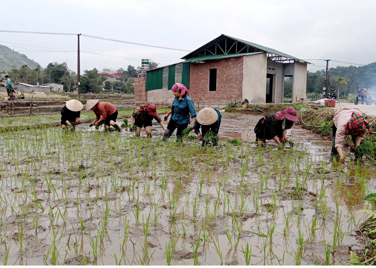 Mùa xuân người ra đồng