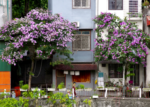 Thành phố Hà Giang mùa hoa Bằng lăng tím