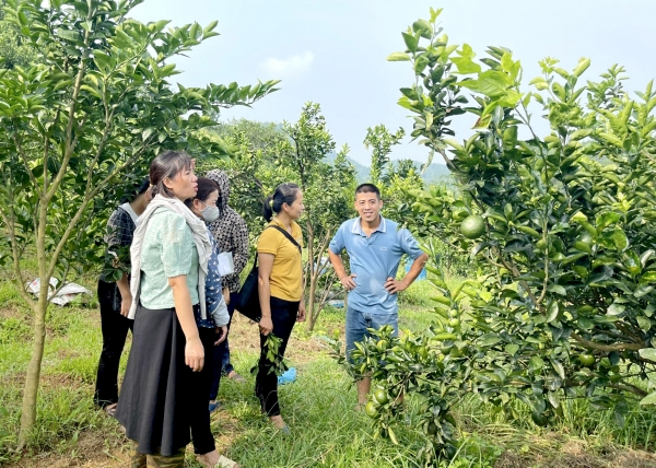 Tăng cường thực hiện chương trình IPM