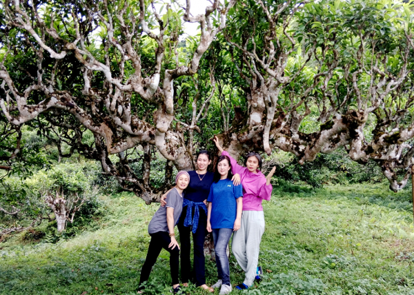 Lùng Vài - bản chè cổ bên thành phố