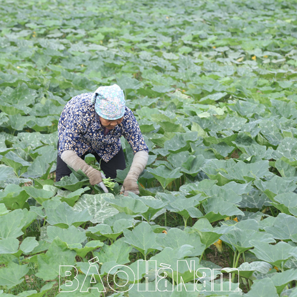 An Ninh chú trọng nâng cao thu nhập cho người dân