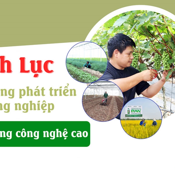 Bình Lục chú trọng phát triển nông nghiệp ứng dụng công nghệ cao