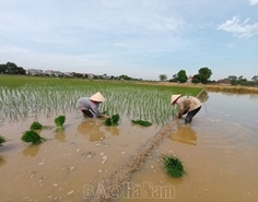 Cấy mùa - Bao nỗi vất vả lặng thầm