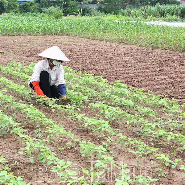 Sản xuất trên vùng đất bãi ven sông Đáy trong mùa lũ