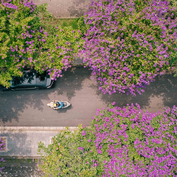 Thành phố Phủ Lý đẹp nao lòng trong sắc tím bằng lăng