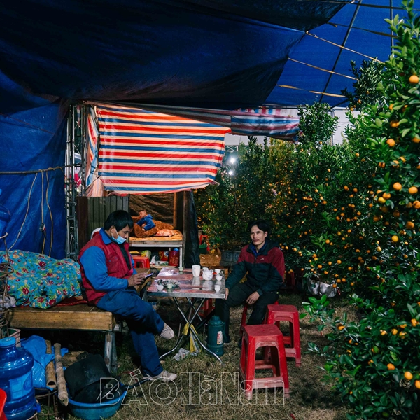 Tiểu thương xuyên đêm trông đào, quất Tết trong thời tiết buốt lạnh