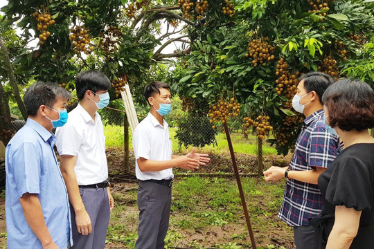 Tăng hiệu quả bảo vệ thương hiệu nông sản