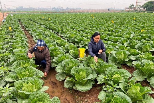 Các vùng rau Hà Nội vào vụ Tết