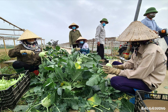 Giá rau cuối vụ thu ở Hải Dương tăng cao